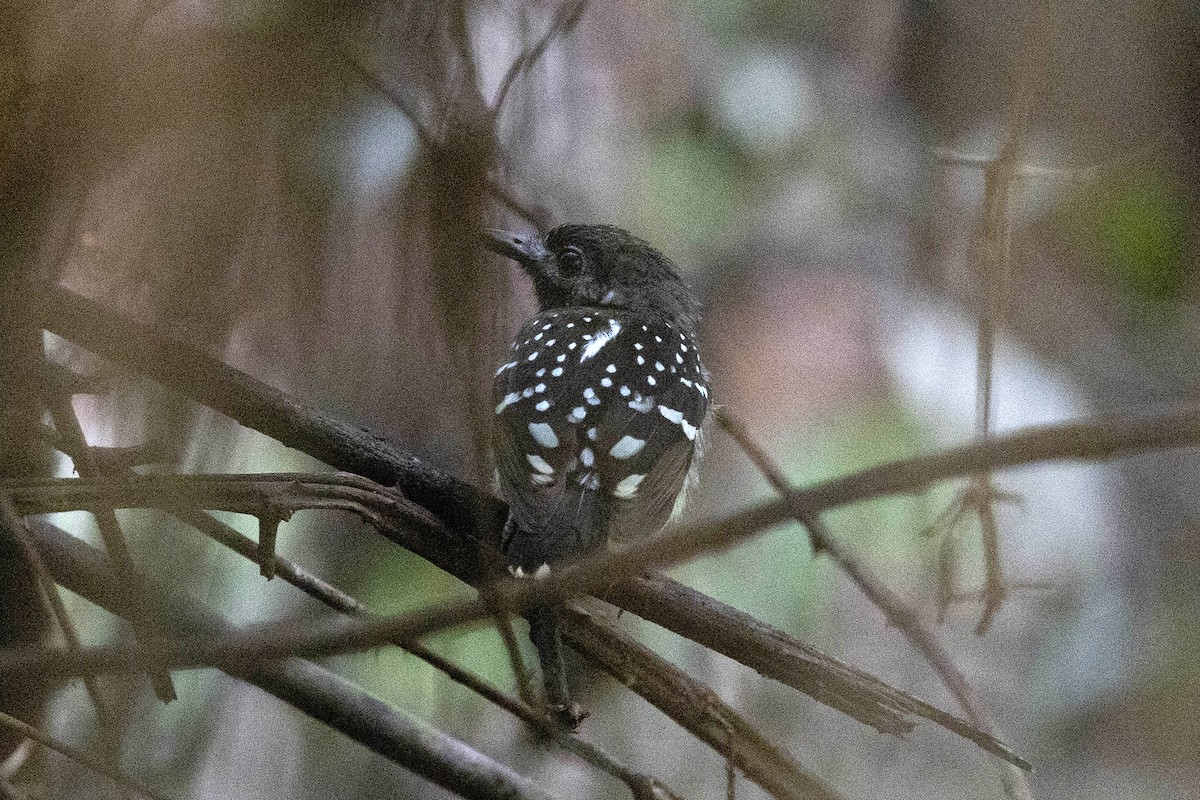 Benek Sırtlı Karıncakuşu - ML645949286