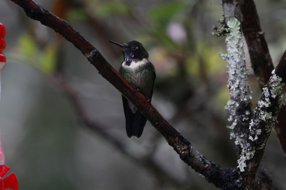 Amethyst-throated Sunangel - ML645949287