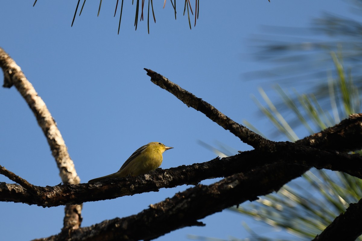 Pine Warbler - ML645949288