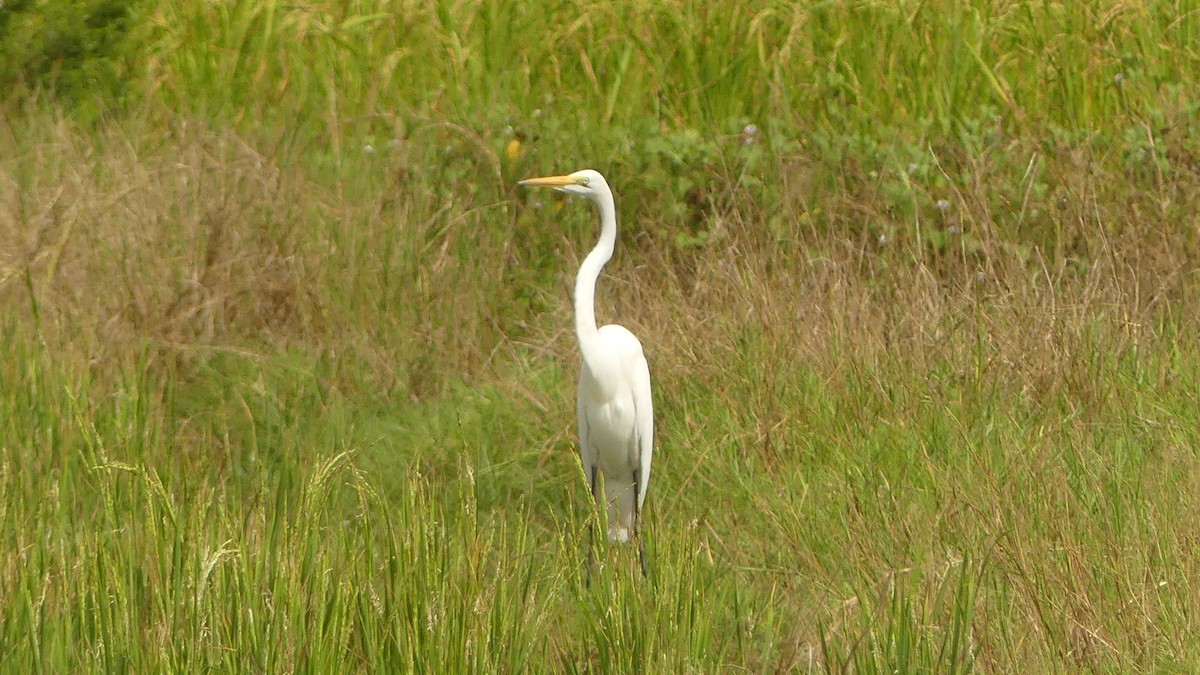 Koartza zuria - ML645949289