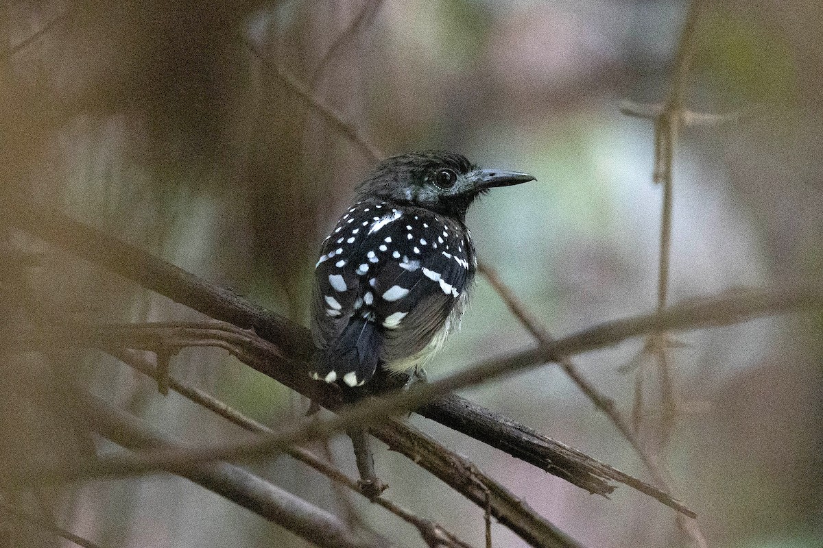 Dot-backed Antbird - ML645949291