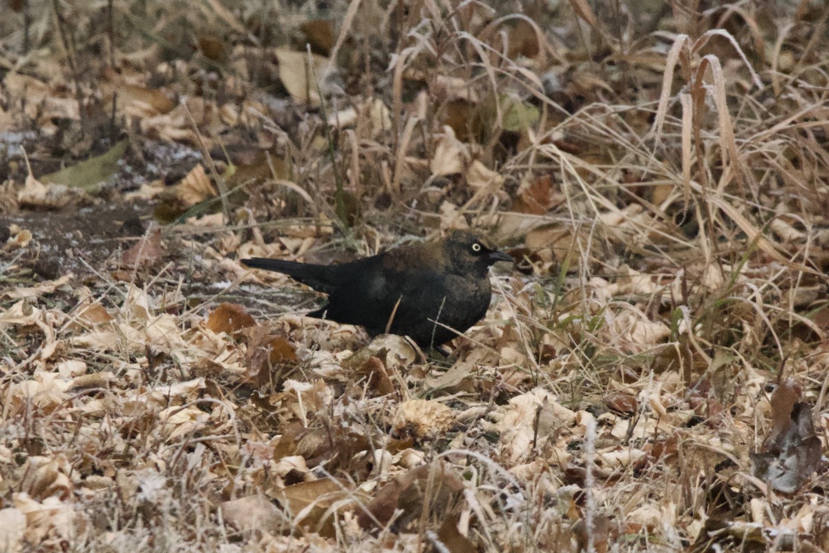Rusty Blackbird - ML645949293