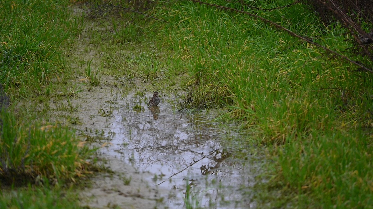 Savannah Sparrow - ML645949294