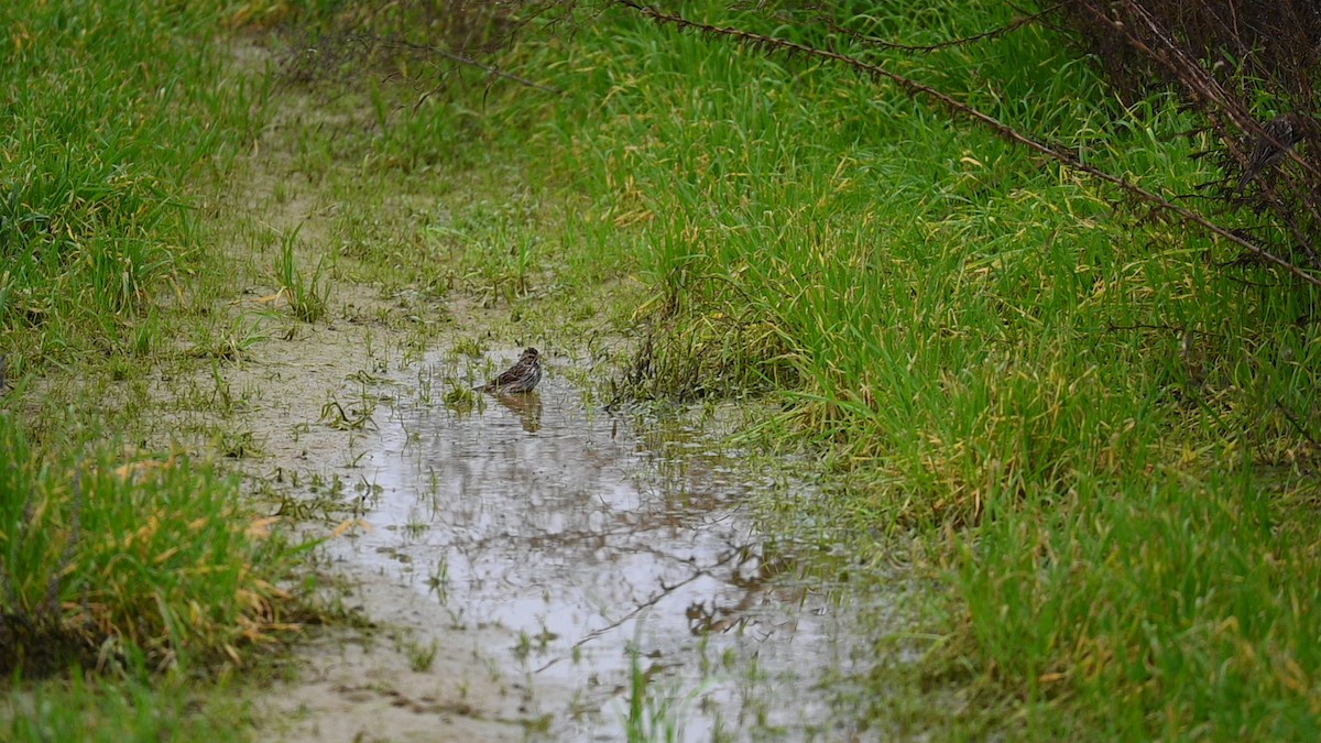 Savannah Sparrow - ML645949295