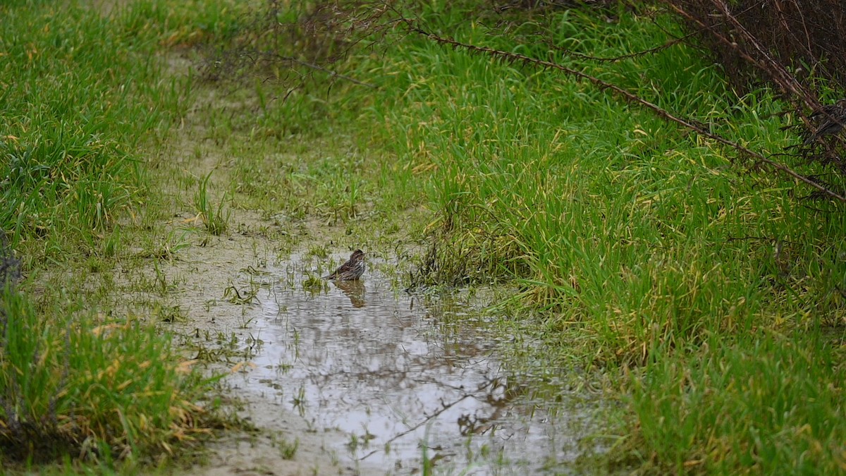 Savannah Sparrow - ML645949296