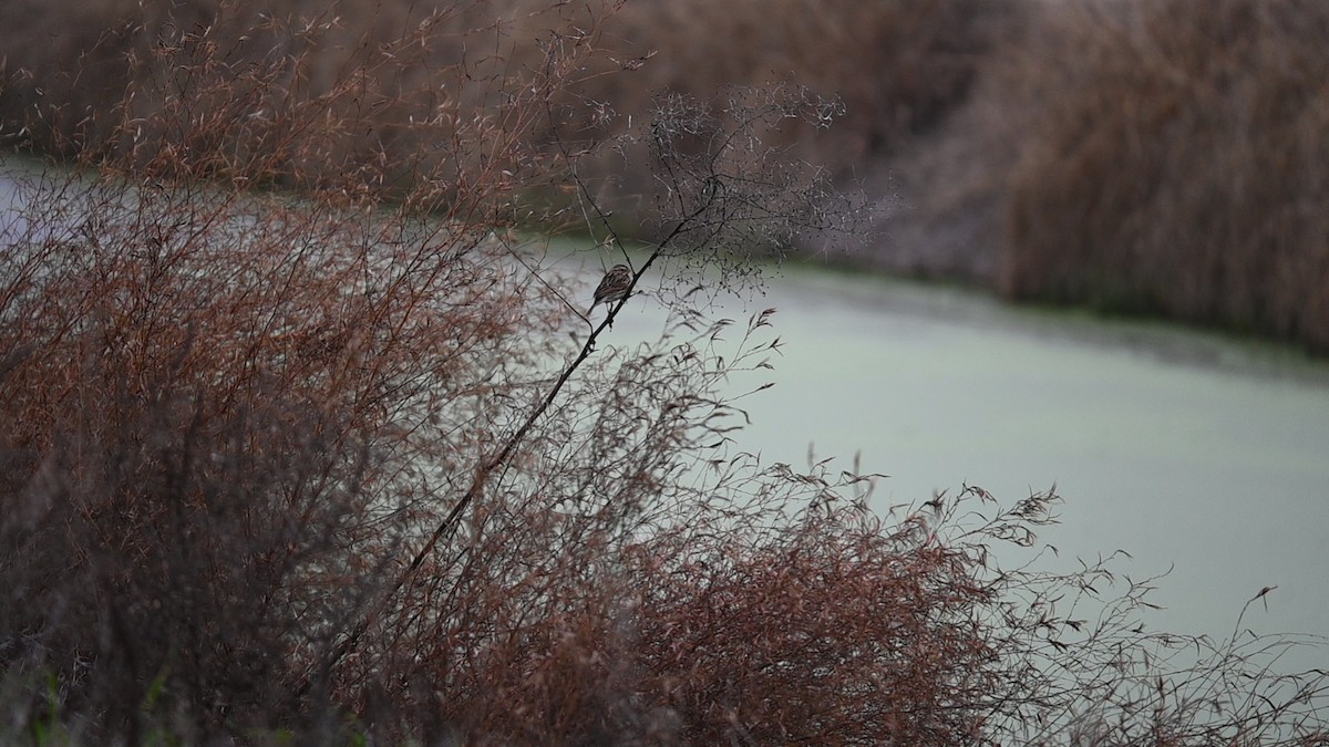 Savannah Sparrow - ML645949297