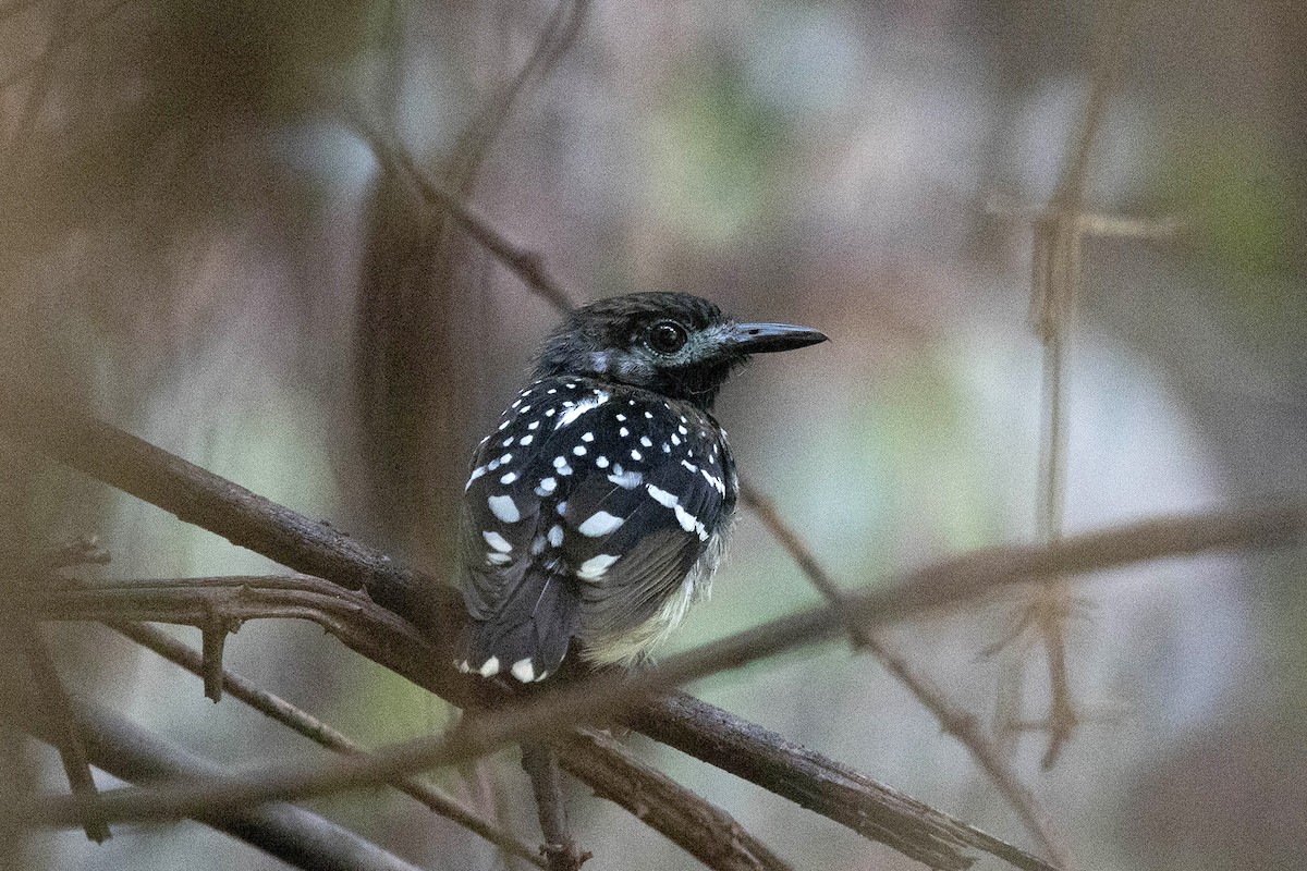 Dot-backed Antbird - ML645949298