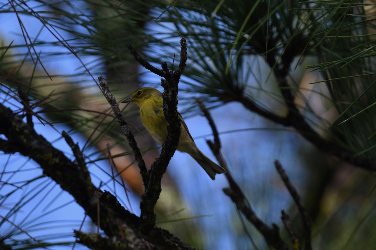 Pine Warbler - ML645949299