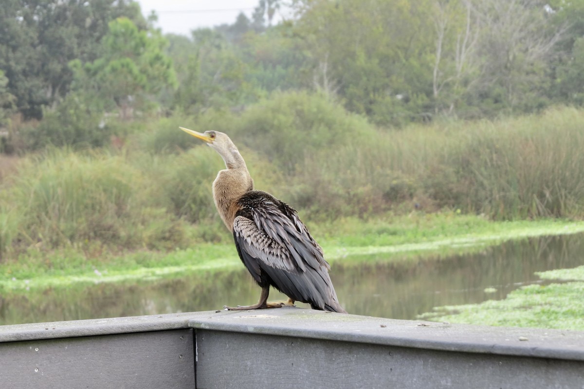 Anhinga amerikarra - ML645949301