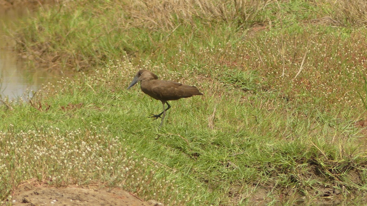 Mailuburua - ML645949307