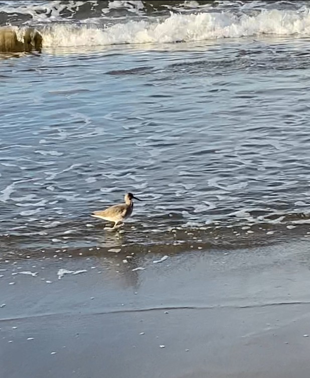 Willet (Western) - ML645949308