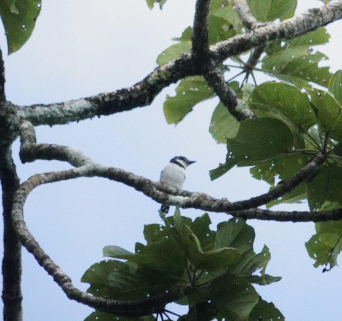 Pied Puffbird - ML645949309