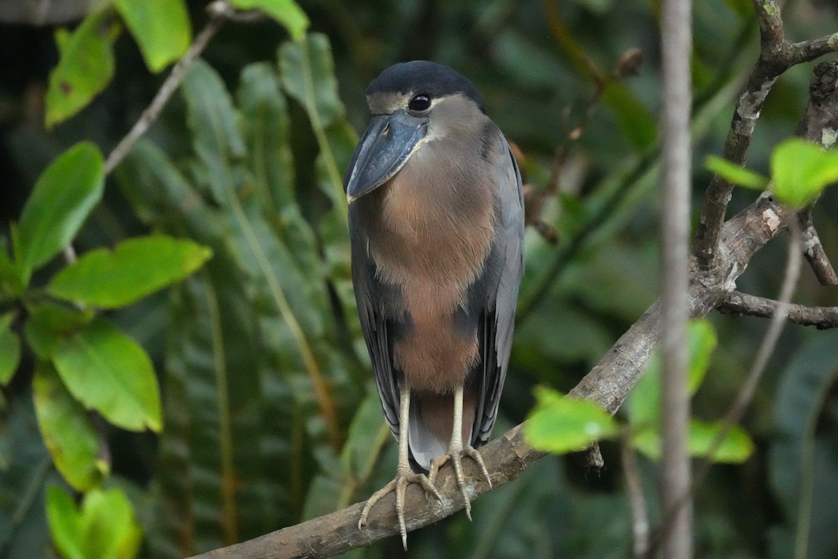 Boat-billed Heron - ML645949310