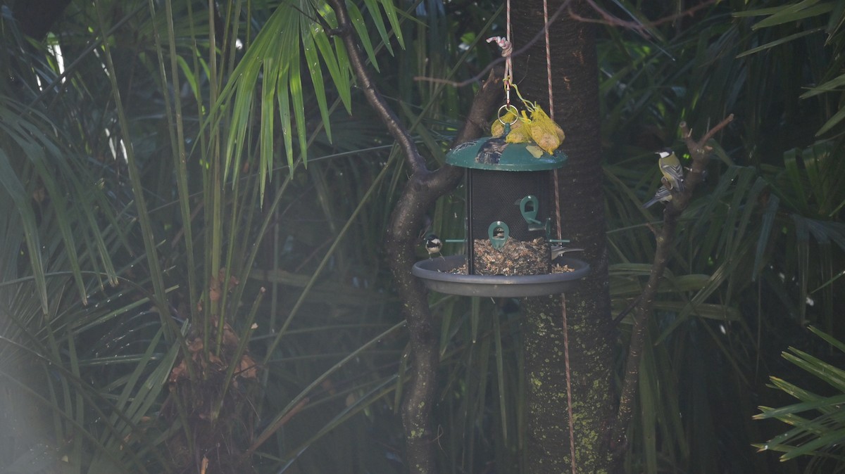 Pinu-kaskabeltza - ML645949313