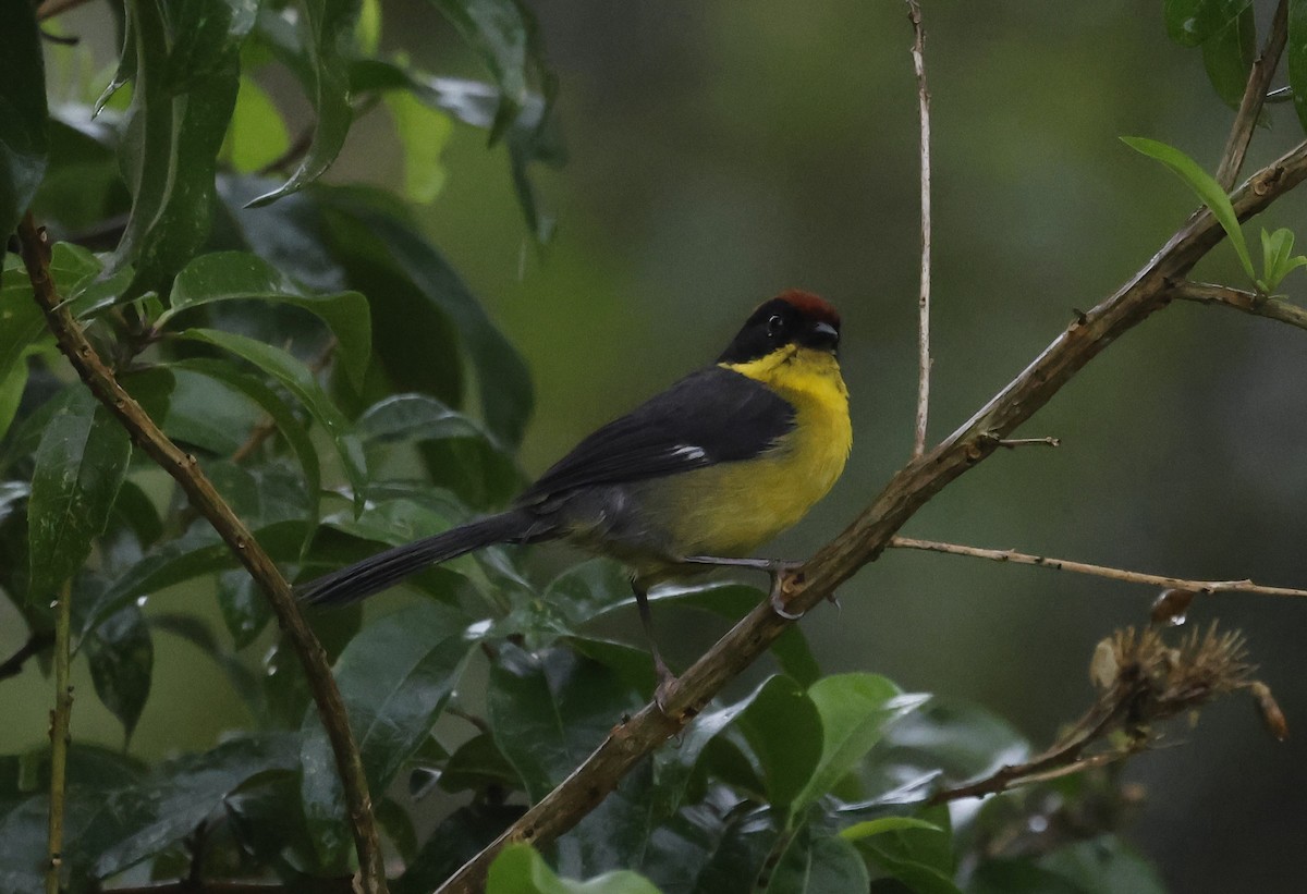 Yellow-breasted Brushfinch - ML645949314