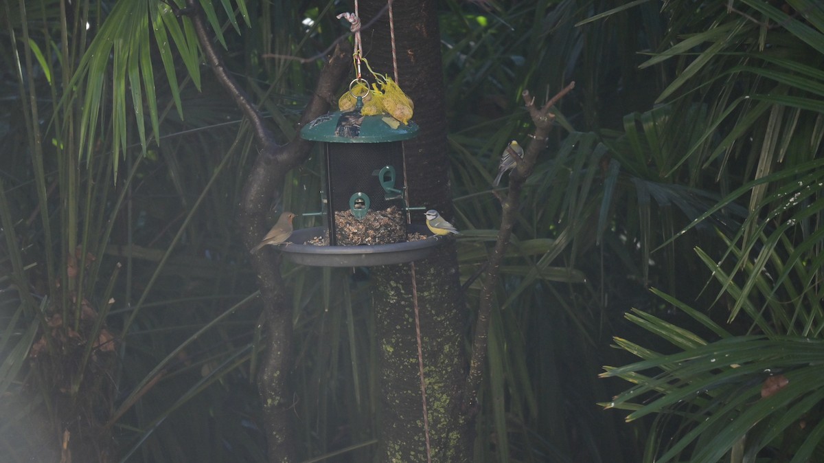 Txantxangorria - ML645949315