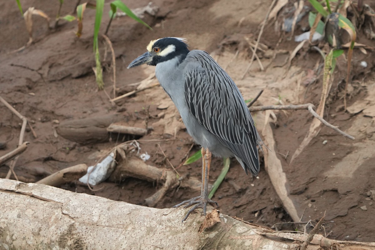 Yellow-crowned Night Heron - ML645949316