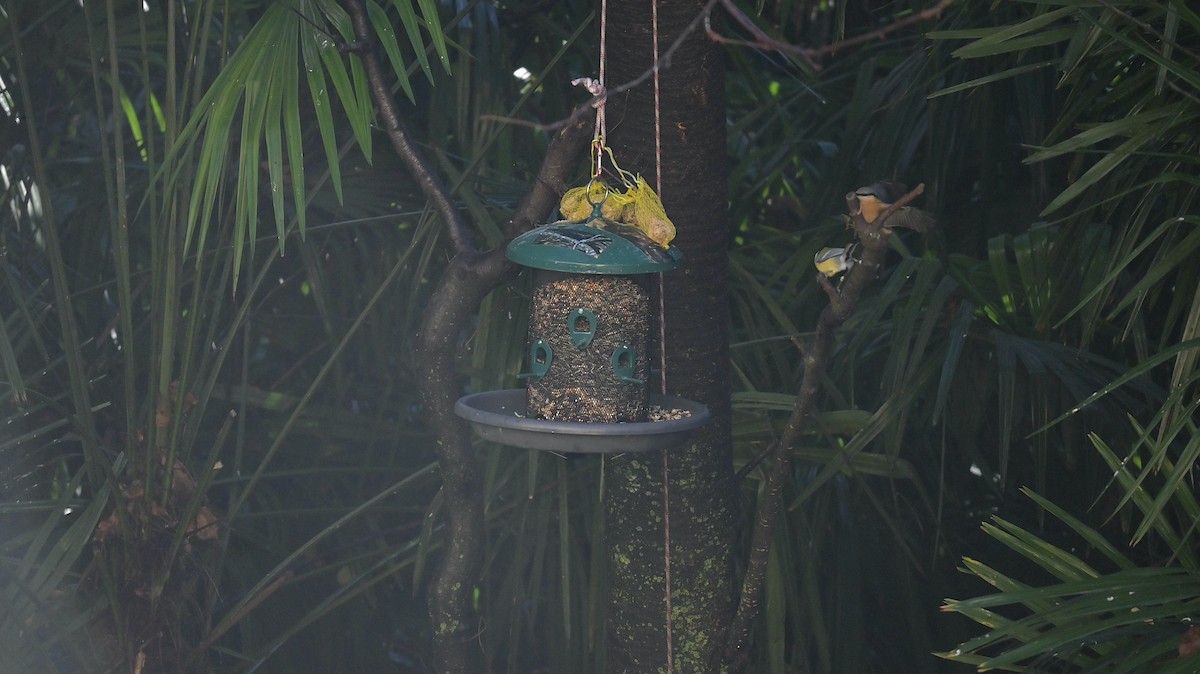 Garrapo eurasiarra - ML645949317