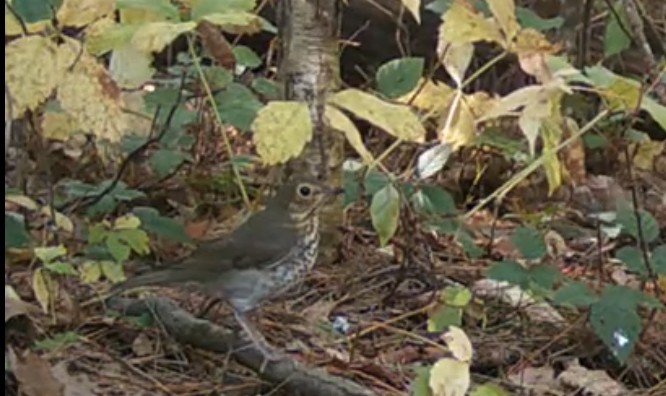 Swainson's Thrush - ML645949318