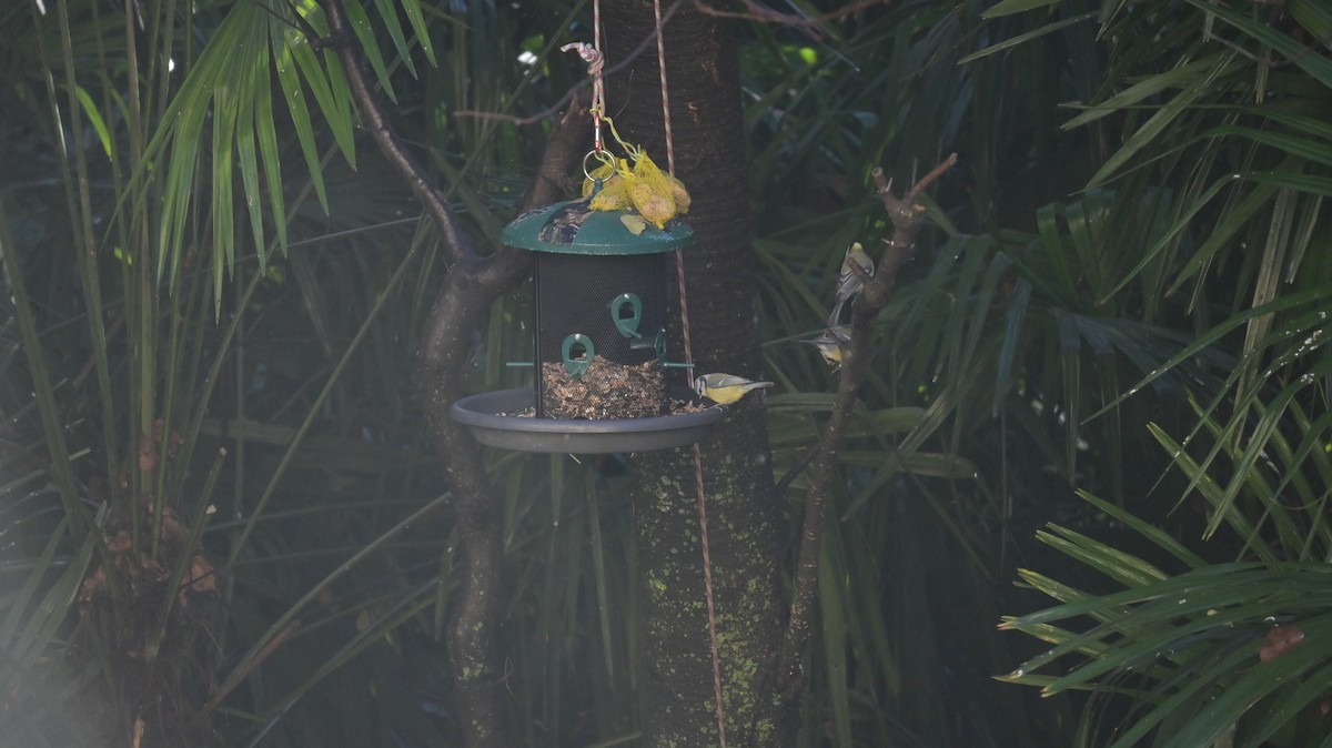 Amilotx urdin europarra - ML645949321