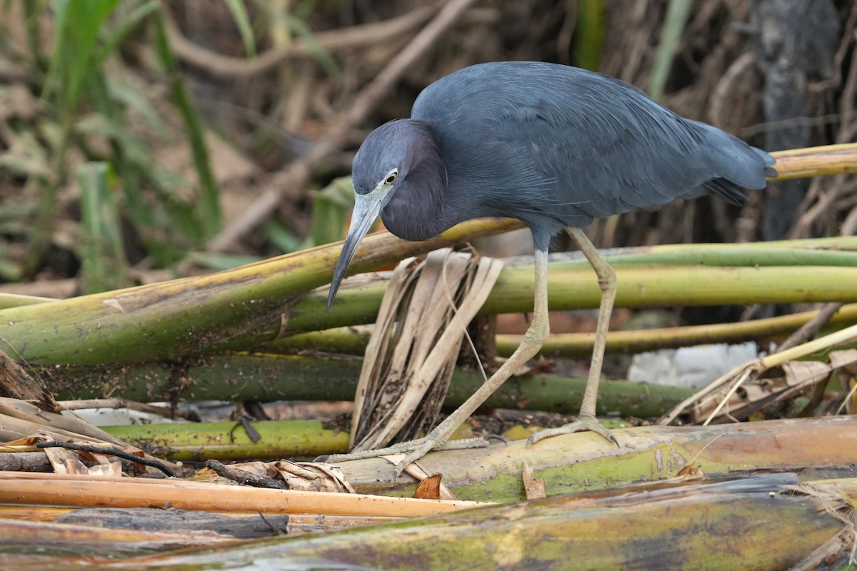 Koartzatxo urdina - ML645949322