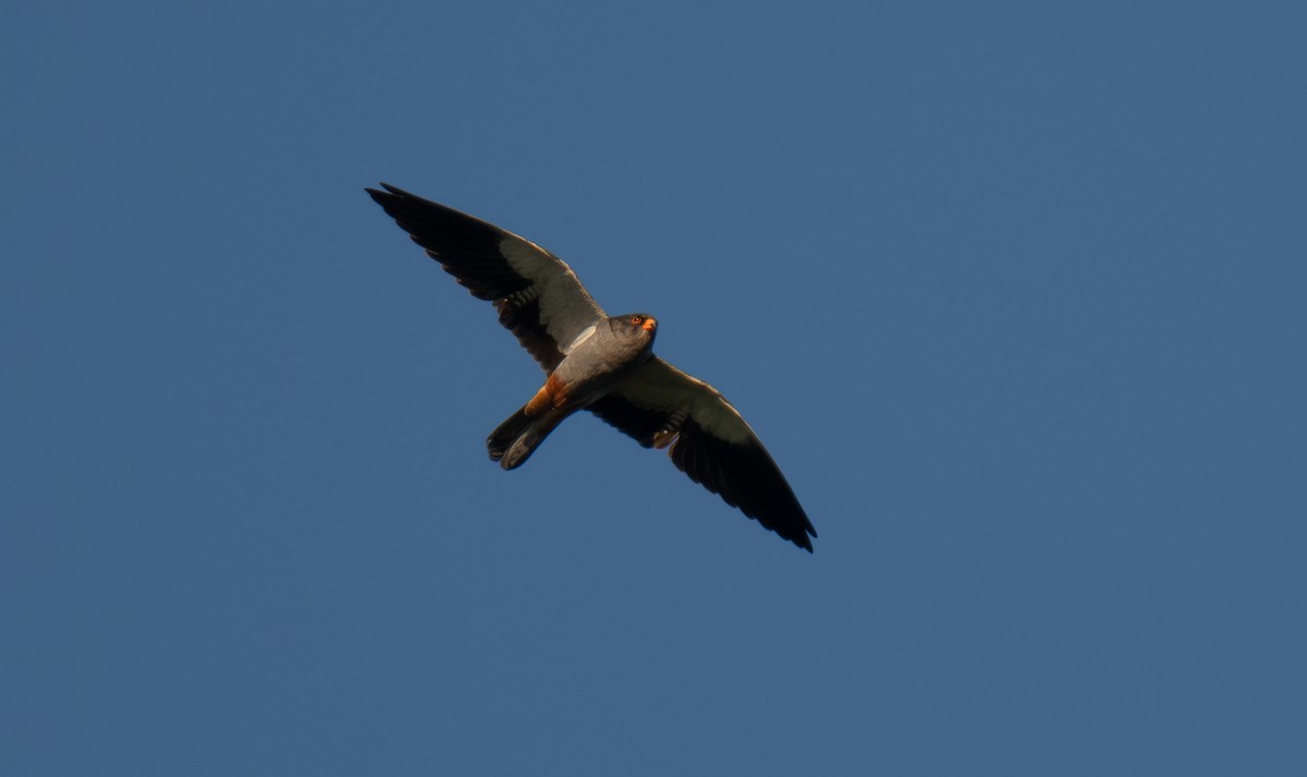 Амарын шонхор - ML645949324