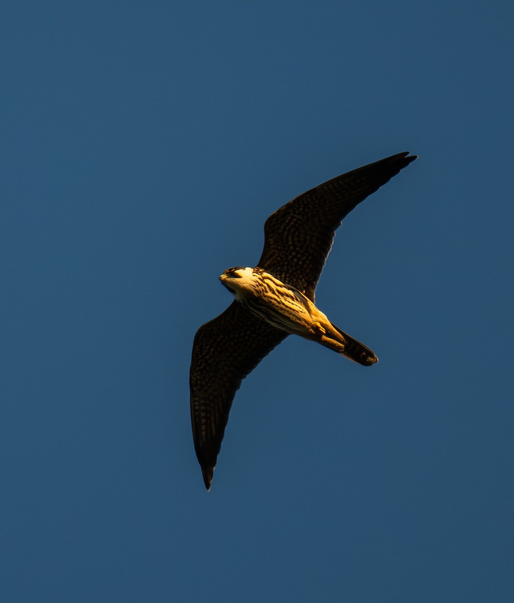 Амарын шонхор - ML645949325