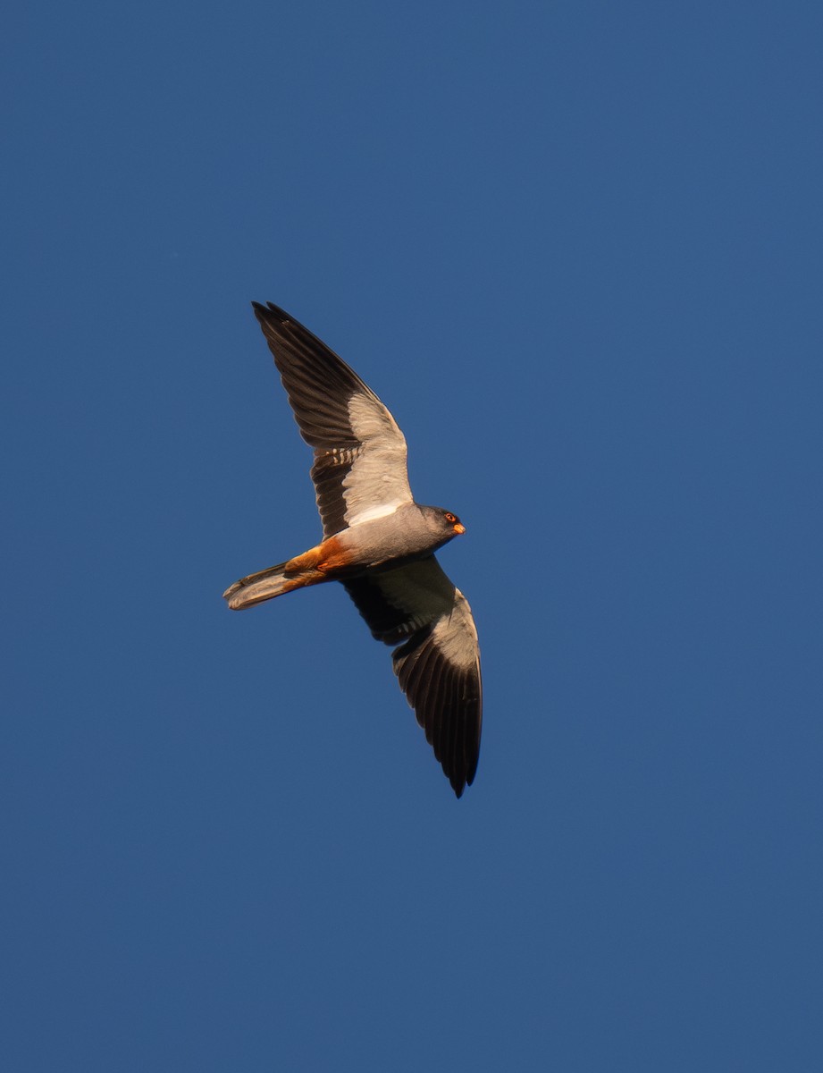 Амарын шонхор - ML645949327