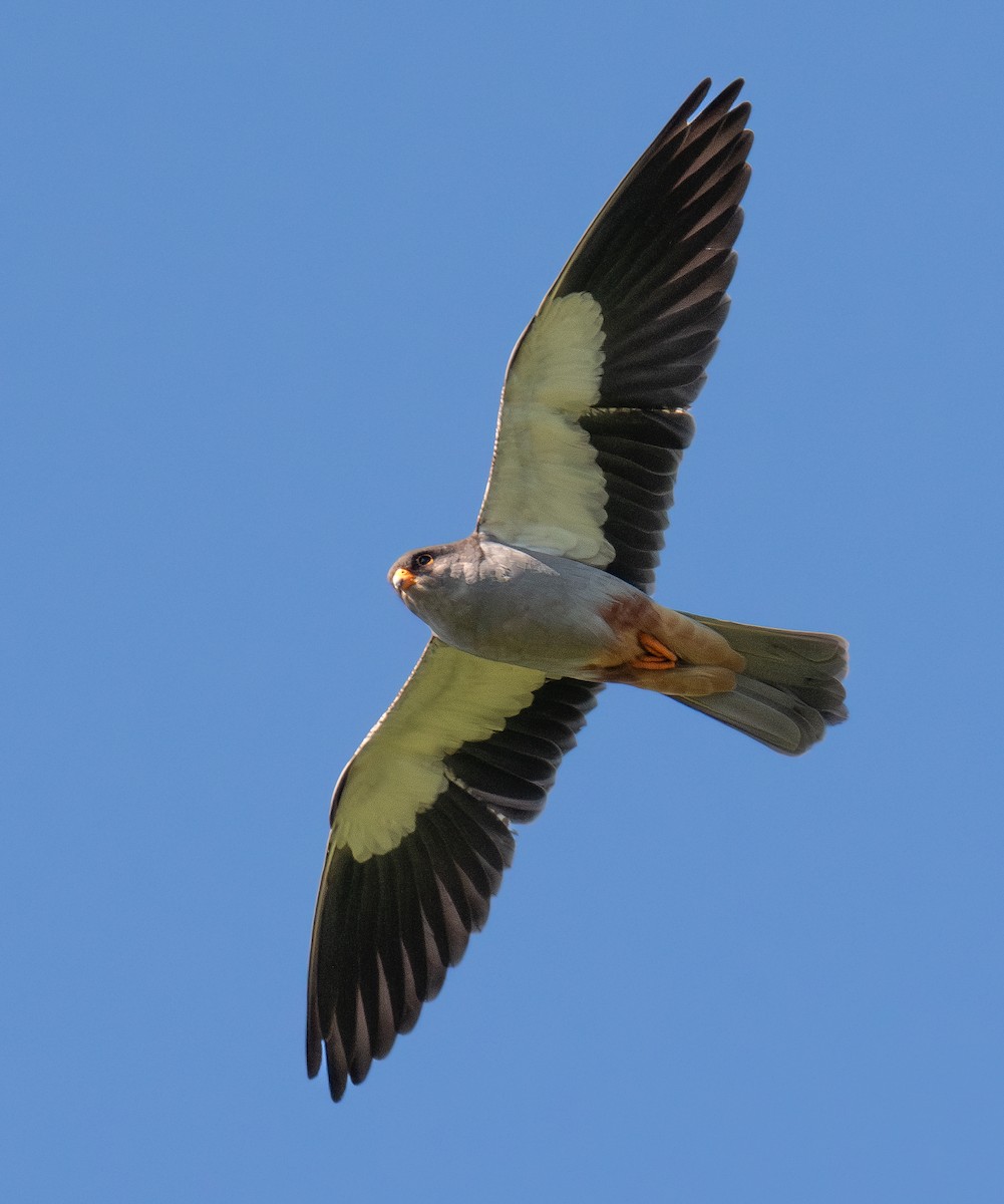 Амарын шонхор - ML645949328