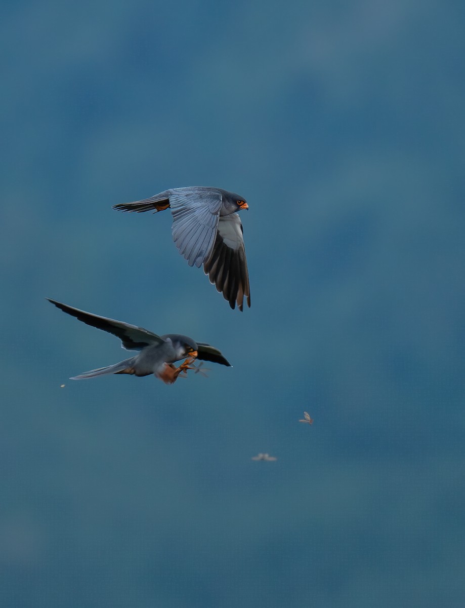 Амарын шонхор - ML645949329