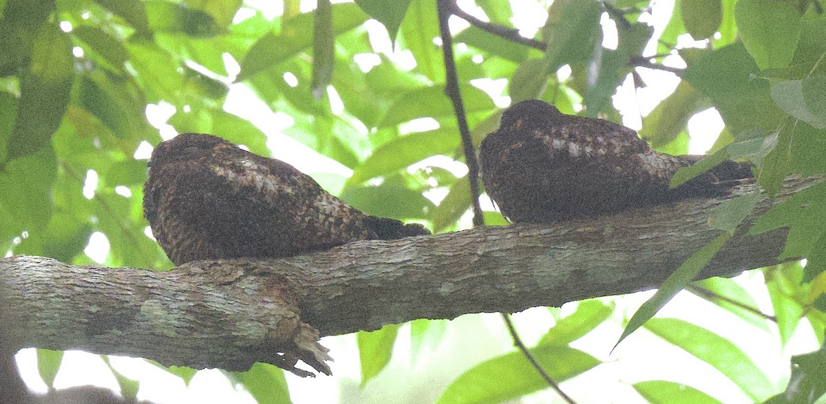 Short-tailed Nighthawk - ML645949330