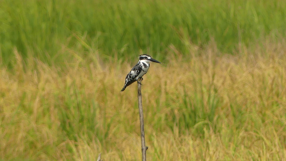 Pied Kingfisher - ML645949331