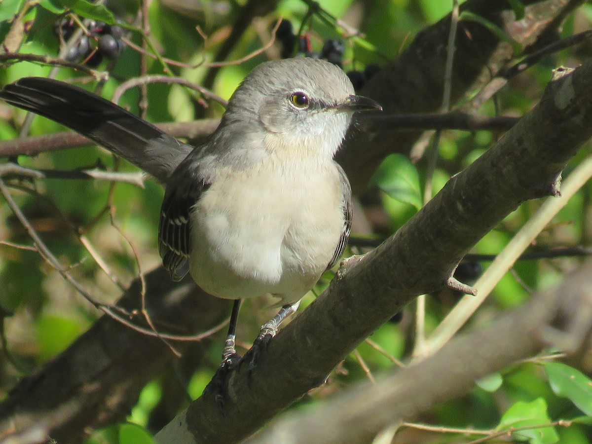 Пересмішник багатоголосий - ML645949335