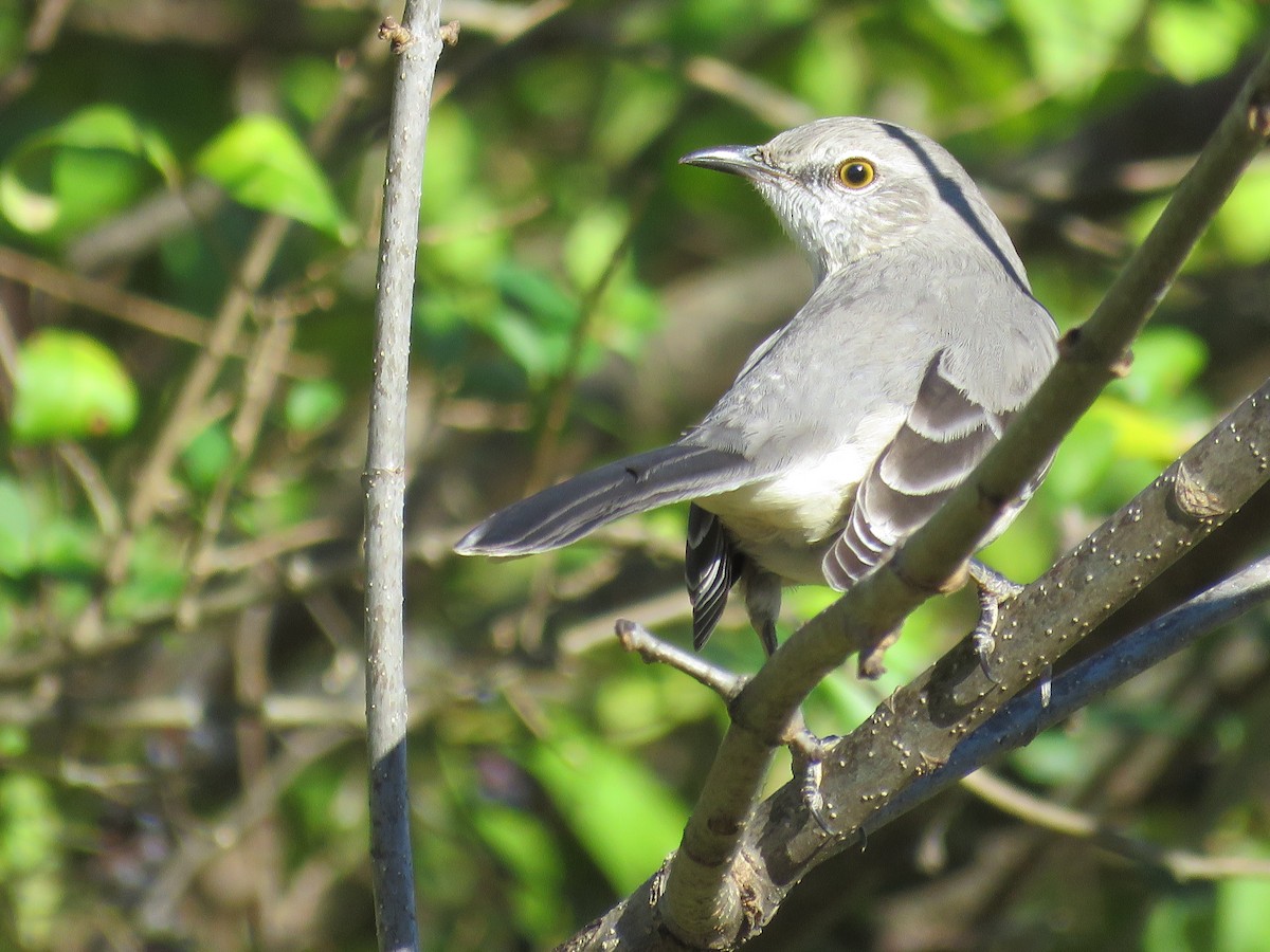 Пересмішник багатоголосий - ML645949336