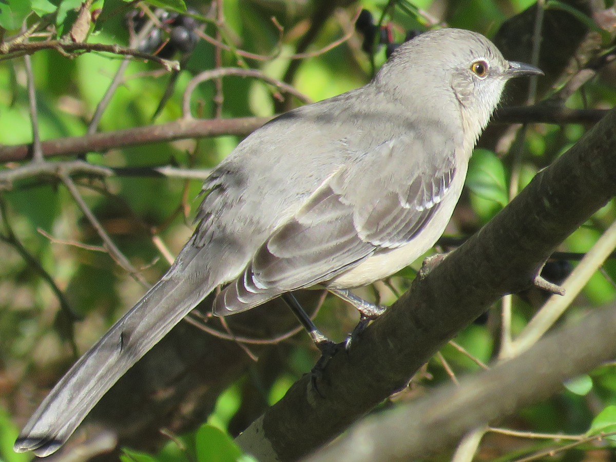 Пересмішник багатоголосий - ML645949337