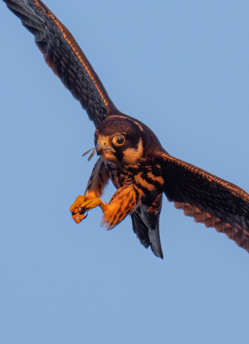 Шууман шонхор - ML645949341