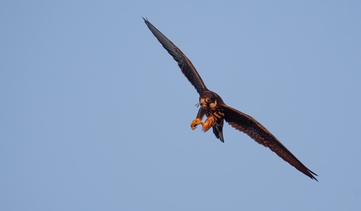 Шууман шонхор - ML645949343