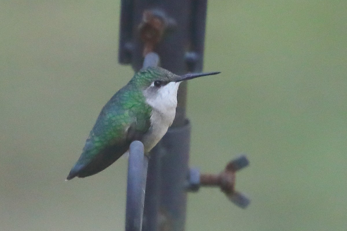 Ruby-throated Hummingbird - ML645949346