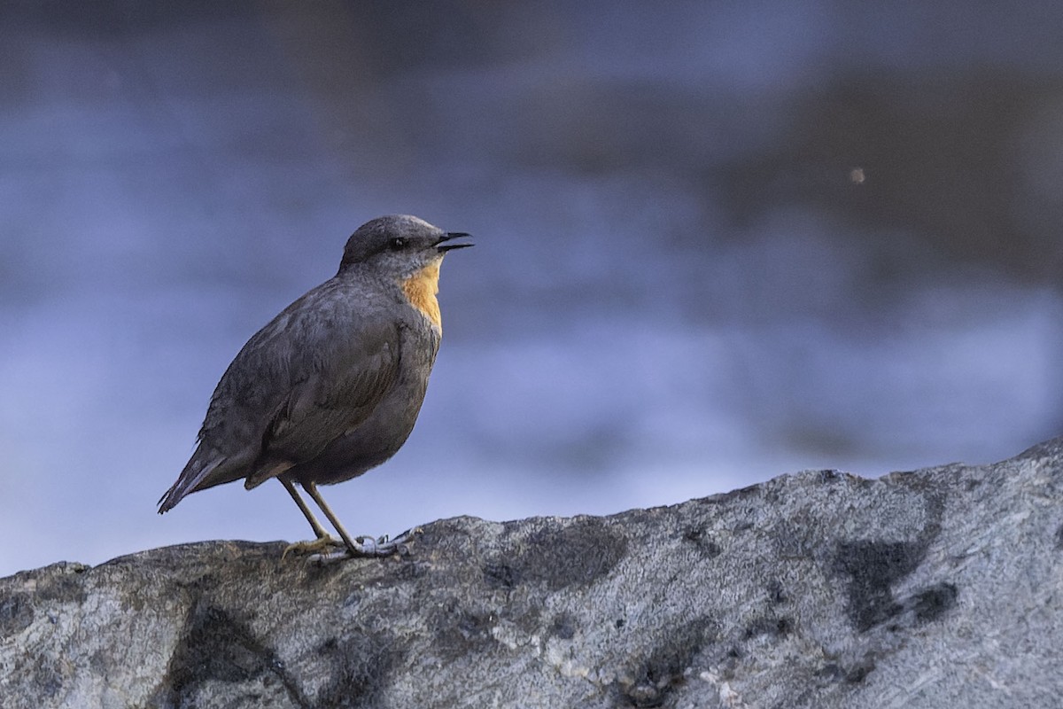 Rufous-throated Dipper - ML645949354