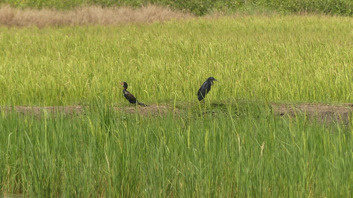 Glockenreiher - ML645949356