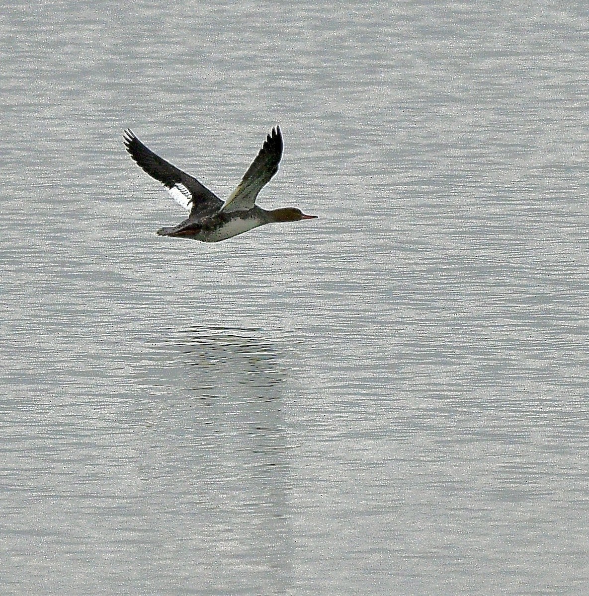 Red-breasted Merganser - ML645949357
