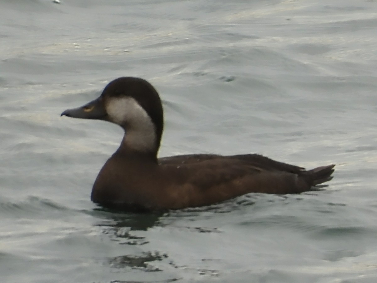 Black Scoter - ML645949362