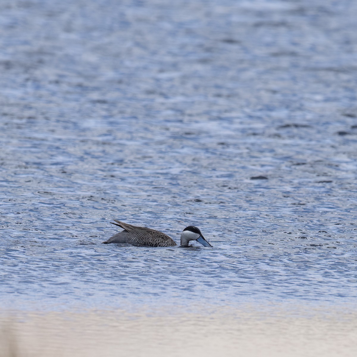 Puna Teal - ML645949364