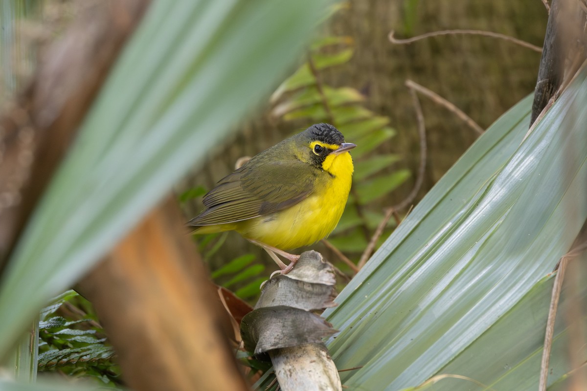 Kentucky Warbler - ML645949365