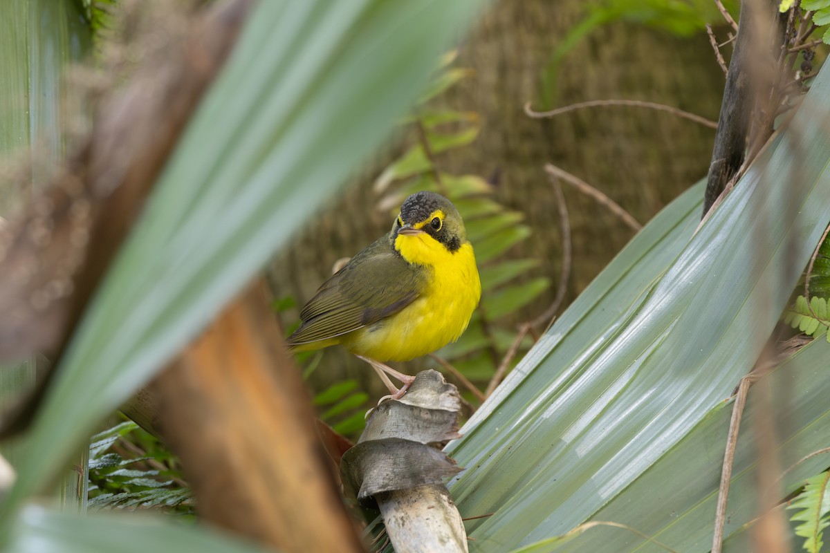 Kentucky Warbler - ML645949366