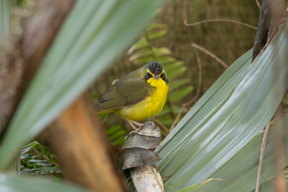 Kentucky Warbler - ML645949367