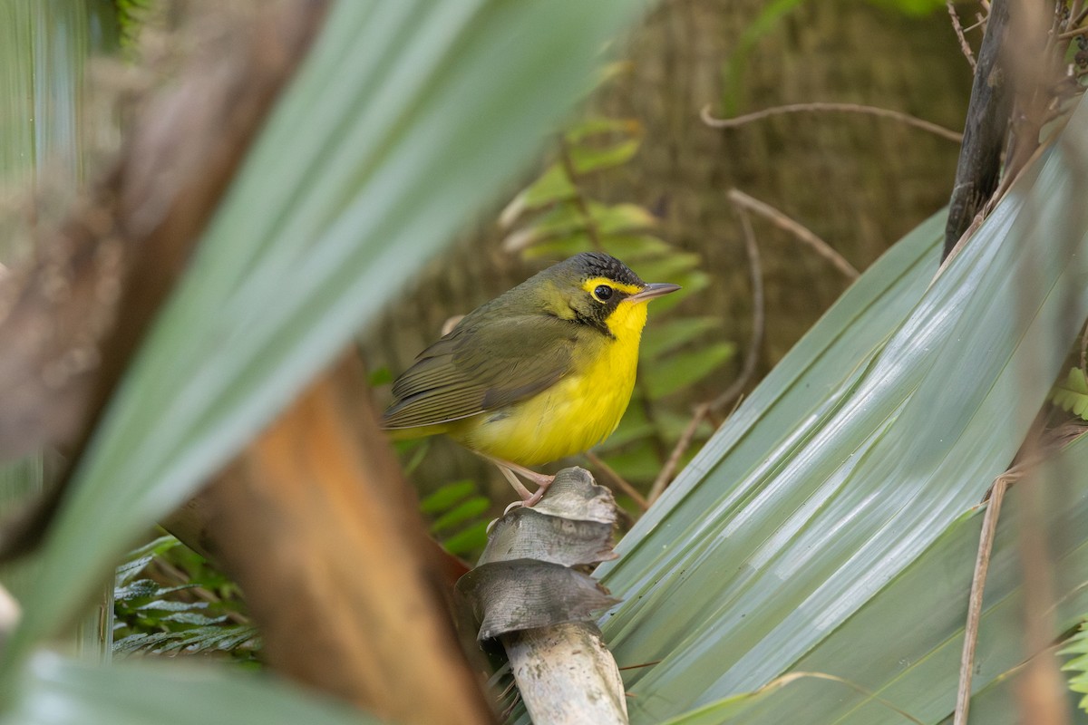 Kentucky Warbler - ML645949368