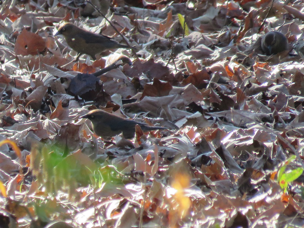Rusty Blackbird - ML645949371
