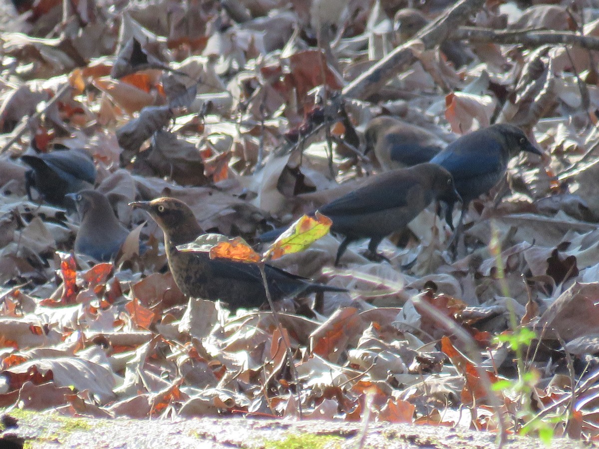 Rusty Blackbird - ML645949372