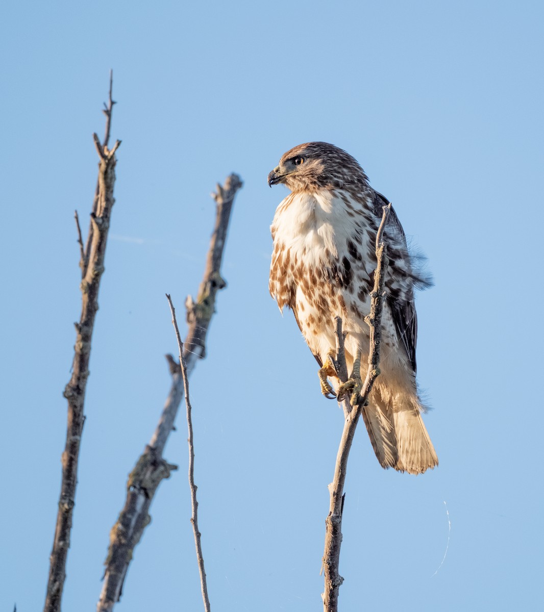 Red-tailed Hawk - ML645949380